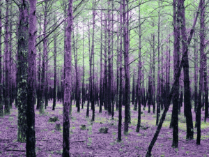 Bosque magenta y verde